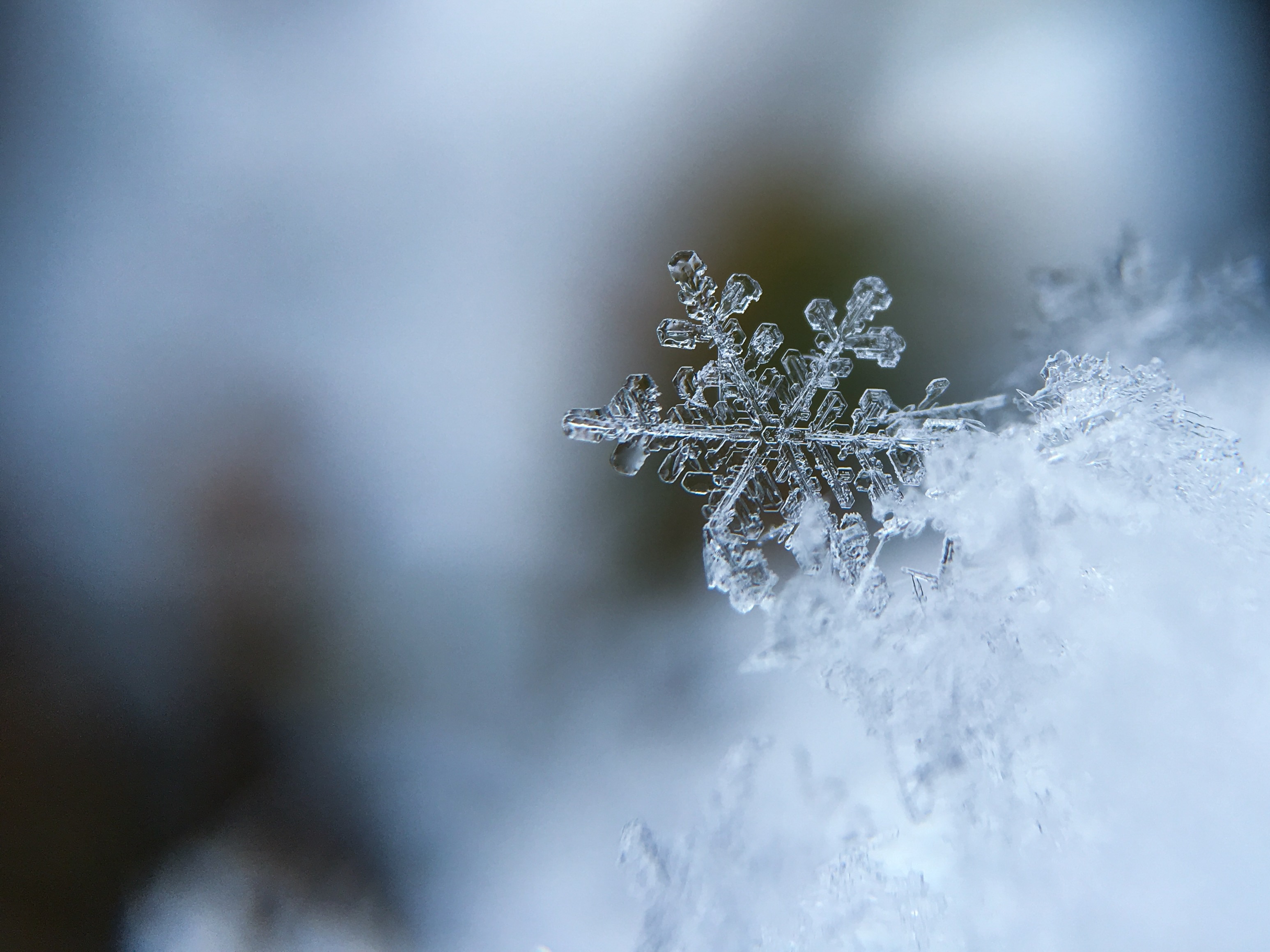A snowflake in winter.